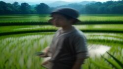 o content Breaking News Bandingkan Curah Hujan vs Suhu Pertanian Sawah o content...