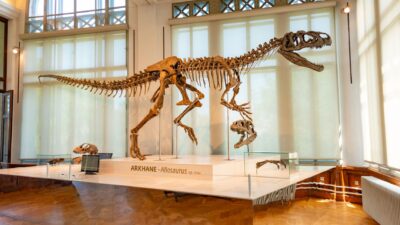 Catatan Sepak Bola: Arkhan Kaka Ikut Timnas Indonesia U-20 TC ke China, Garudayaksa FC Bangga 8 Kerangka Allosaurus ditampilkan di museum dengan pencahayaan alami.