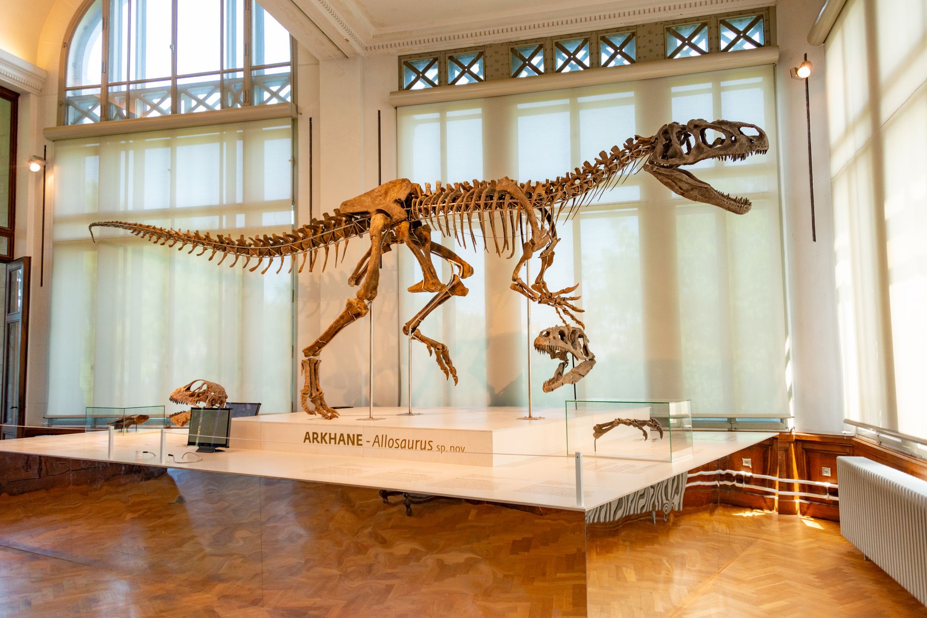 Kerangka Allosaurus ditampilkan di museum dengan pencahayaan alami.