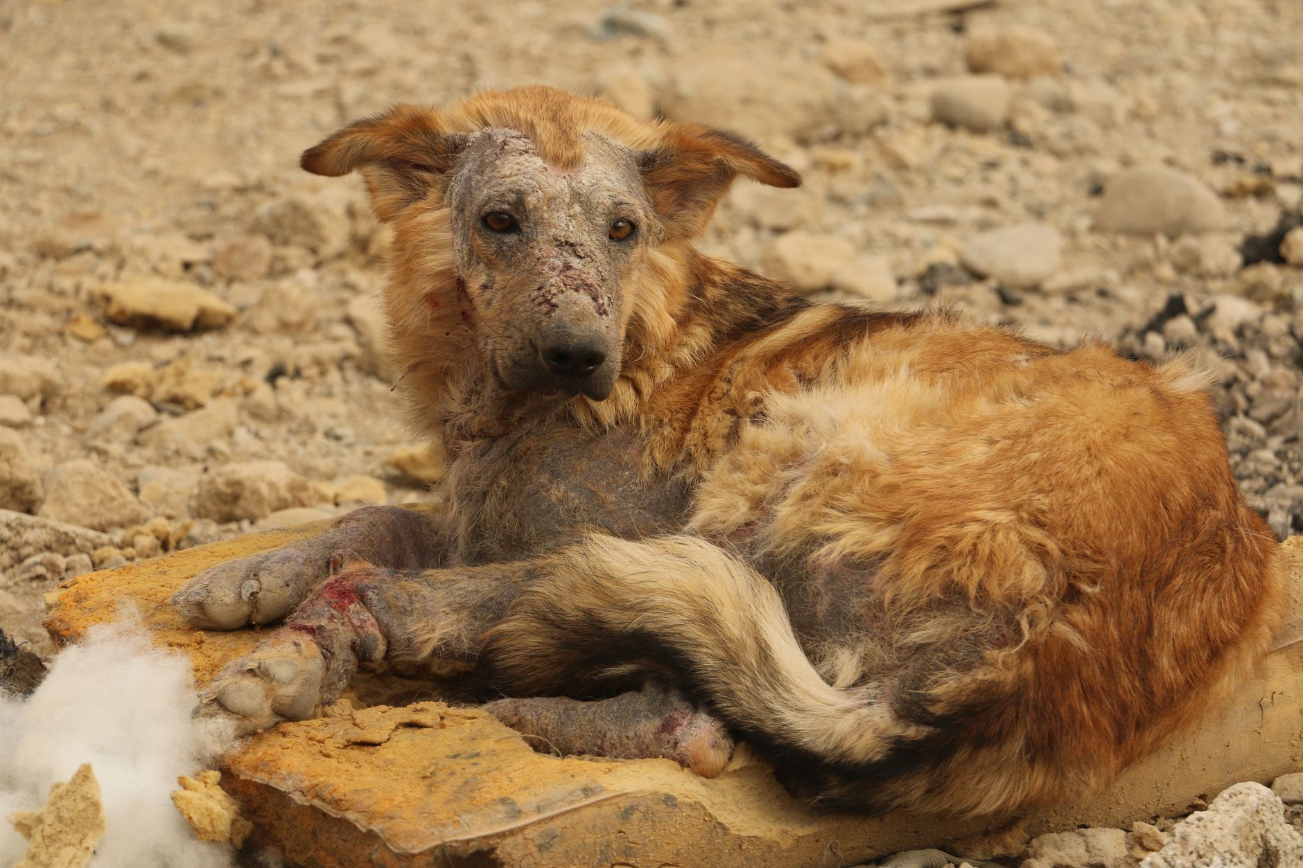 Seekor anjing liar beristirahat di medan berbatu, menunjukkan tanda-tanda kesulitan dan pengabaian.