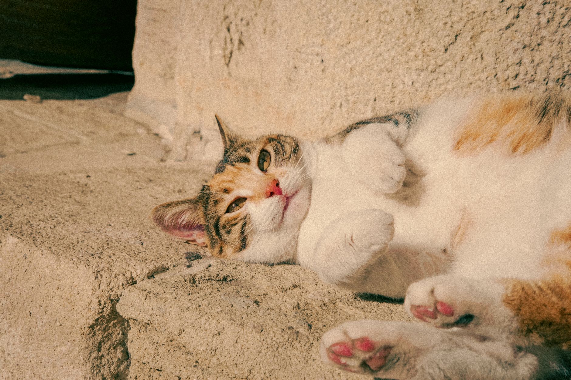 Seekor kucing belang menikmati hari yang cerah, berbaring di tangga batu di Varna, Bulgaria.