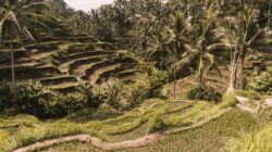 Sawah teras yang indah dengan pohon kelapa di Tegalalang, Bali, sebuah daya tarik wisata yang populer.
