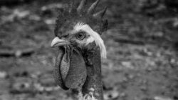 Potret monokrom close-up dari seekor ayam jantan di luar ruangan di Malaysia.