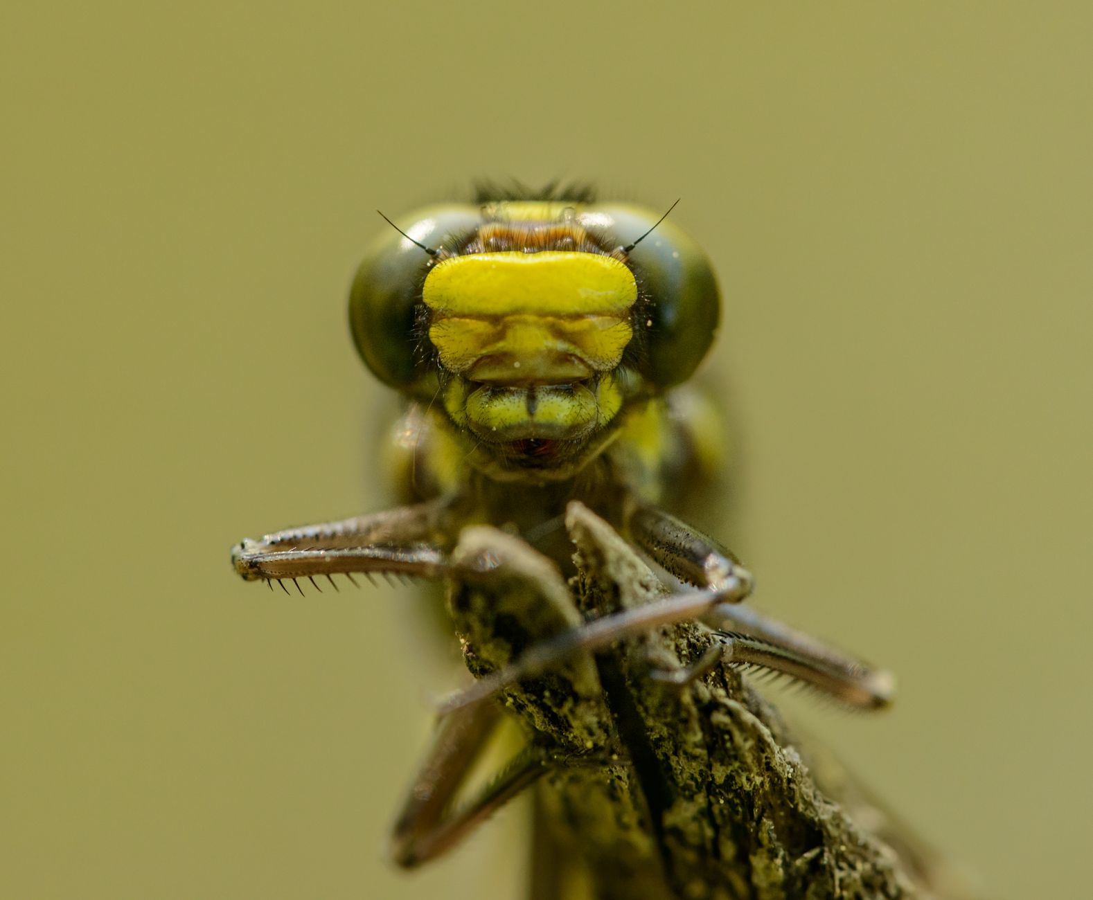 Foto makro detail kupu-kupu yang bertengger di cabang, menampilkan detail rumit dan warna yang cerah.